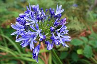 Kalokvět (Agapanthus)