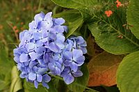 Hortenzie (Hydrangea)