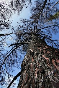 Boca da Encumeada - poblíž horského sedla eukalyptový les po požáru. São Vicente