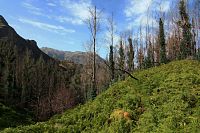 Boca da Encumeada - poblíž horského sedla eukalyptový les po požáru.