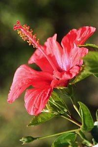 Ibišek cestou z Capela de Nossa Senhora de Fátima do malebného městečka São Vicente
