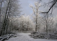 Lelekovice  - zima 2007