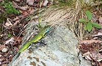 Ještěrka zelená (Lacerta viridis)