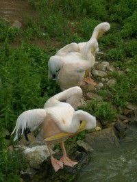 ZOO Ohrada: ZOO Ohrada - pelikáni
