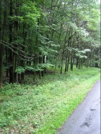 Černý les: Černý les - pohled ze směru od Petřkovic