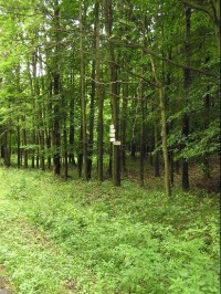 Černý les: Černý les - Pohled ze směru od Šilheřovic