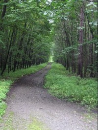 Černý les: Černý les - směr k dolu Koblov
