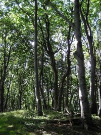 Nádherný bukový les na Krátké: Bukový les kousek od vrcholu Krátká