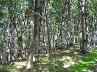 Nádherný bukový les na Krátké: Nádherný bukový les b blízkosti vrchlo Krátká směrem na Krátká - rozcestí.