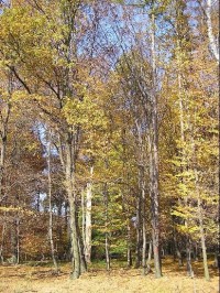 Černý les u Šilheřovic I: Černý les u Šilheřovic I