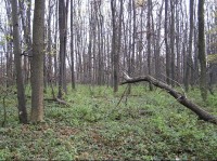 Polanský les