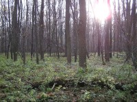 Polanský les: Polanský les 
