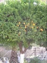 Kavala: Kavala - pomerančovník
