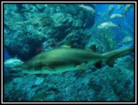 Siam Ocean World - žralok