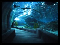 Siam Ocean World - tunel mezi žraloky