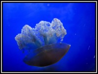 Siam Ocean World - medúzka