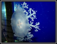 Siam Ocean World - medúzka 2.