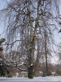 Valašské Meziříčí - park v zimě: Valašské Meziříčí - park v zimě