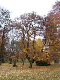 Valašské Meziříčí - park: Valašské Meziříčí - park