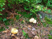 Koncem srpna lze vidět v oblasti mnoho plodnic mírně jedovatých hub ostropestřece