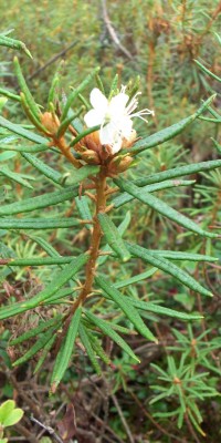 Jedna z endemických rostlin 