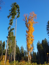 Podzimní nálada smíšeného lesa na podzim