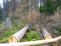 Smrky, ještě loni stínící návštěvníky Laky