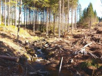 Ještě loni smrkový porost je zcela zdecimovaný kůrovcem