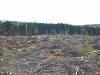 Kůrovcová hrůza kolem Jezerního potoka na Laku