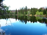 Zdánlivě dobře vypající jezero LAKA.. Ve skutečnosti jen mrtvý smrkový les