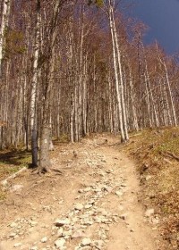 chodník na Šimonku: stúpanie po žltej zo sedla Grimov laz na vrchol Šimonky.