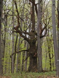Veľké Drevo