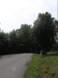 Cesta: Pohled od rzocestníku směrem na Čerťák