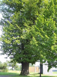 Památný strom: Památná lípa