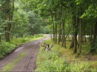 Cesta: Cesta od rozcestniku směrem na Starou Ves nad Ondřejnicí.