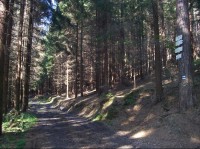 Cesta: Lesní cesta s rozcestníkem směrem na Leskovec