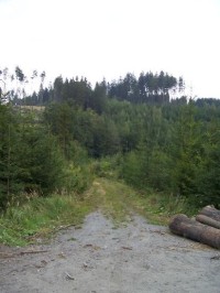 Cesta: Neznačená lesní cesta