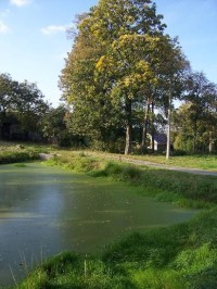 Gručovice: Rybník v obci