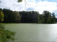 Rybník: Pohled na rybník z hráze