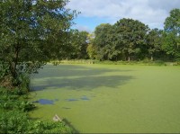 Dolní Bravantický rybník