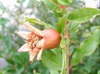 Supetar - ostrov Brač: granátové jablko