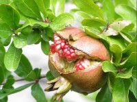 Supetar - ostrov Brač: granátové jablko
