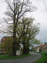 památně stromy před obecním úřadem