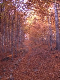 po okraji rezervace od vstupu ze směru od Hukvald na Babí horu (neznačená cesta)