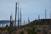 Zdevastovaný les u Svarohu