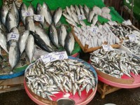 Trh s rybami 1