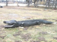 Volně ležící krokodýl v zámeckém parku