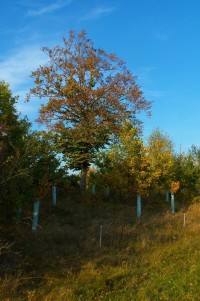 strom na vrcholu Na Dílech