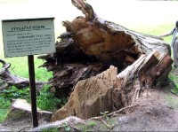 Terčino údolí: vyvrácený strom