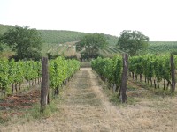 Vinohrady na dunajovických kopcích